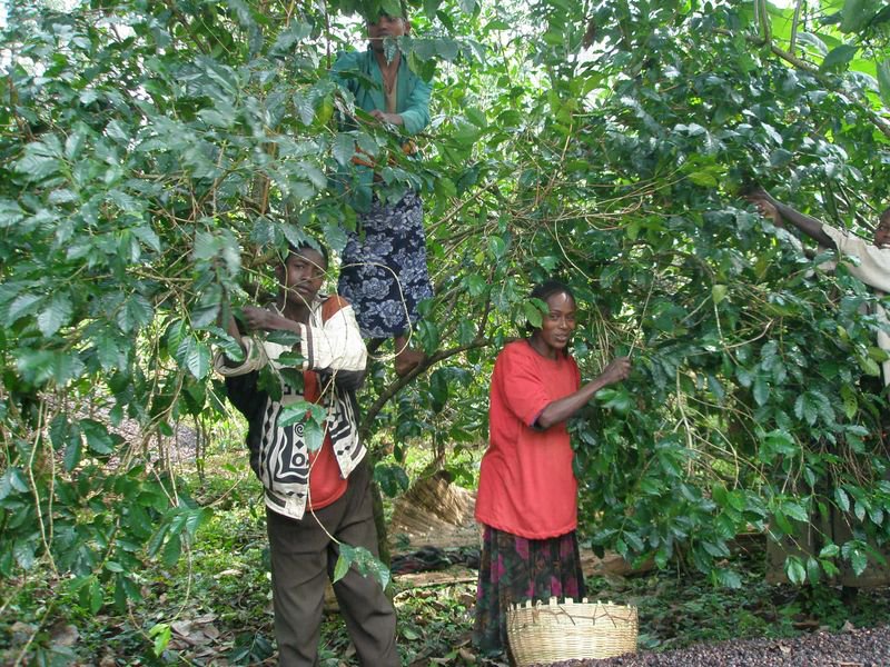 エチオピアのコーヒー農園の人たち