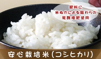 安心栽培米（コシヒカリ）…肥料に米ぬかによる稲わらの発行堆肥を使用しています。