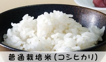 普通栽培米（コシヒカリ）…慣行栽培によって栽培したコシヒカリです。