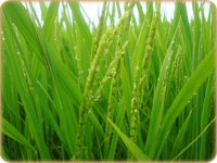 魚沼産「コシヒカリ」に匹敵するお米と言われております。