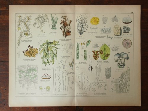 植物図鑑の紙片 B アンティーク食器と雑貨のお店 Lincs リンクス フランス イギリス オランダ ベルギー ドイツのアンティークプレートなど