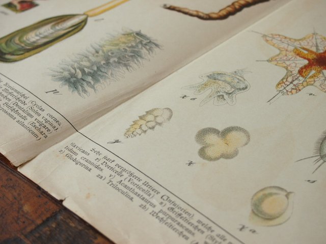海洋生物図鑑の紙片 a - アンティーク食器と雑貨のお店 lincs.［リンクス］  フランス、イギリス、オランダ、ベルギー、ドイツのアンティークプレートなど