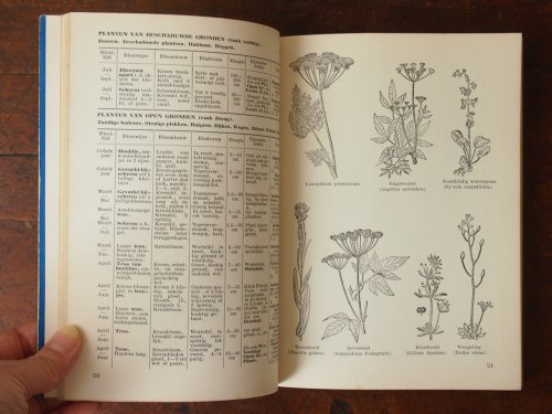 オランダの植物図鑑（1940年） - アンティーク食器と雑貨のお店 lincs 