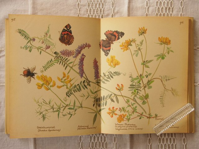 イーディス・ホールデンやさしい動植物画集（ドイツ語版 