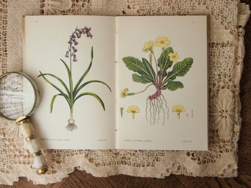 キングペンギンブックス森の花の植物図鑑 アンティーク食器と雑貨のお店 Lincs リンクス フランス イギリス オランダ ベルギー ドイツのアンティークプレートなど