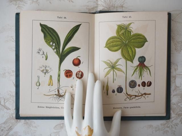 Amazon.co.jp: 東ドイツの古い植物図鑑(BAUME UND STRAUCHER