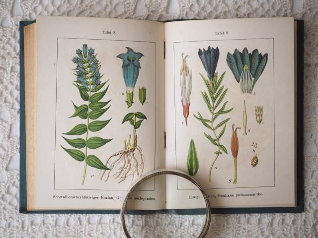 ドイツの小さな植物図鑑（第10巻） - アンティーク食器と雑貨の