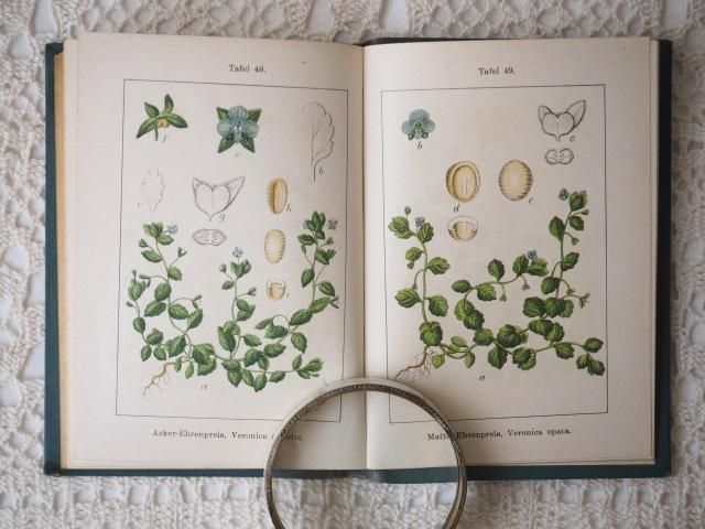 ドイツの小さな植物図鑑（第10巻） - アンティーク食器と雑貨の