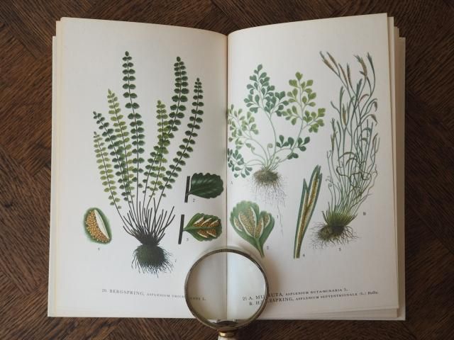 北欧植物図鑑（第1巻） - アンティーク食器と雑貨のお店 lincs