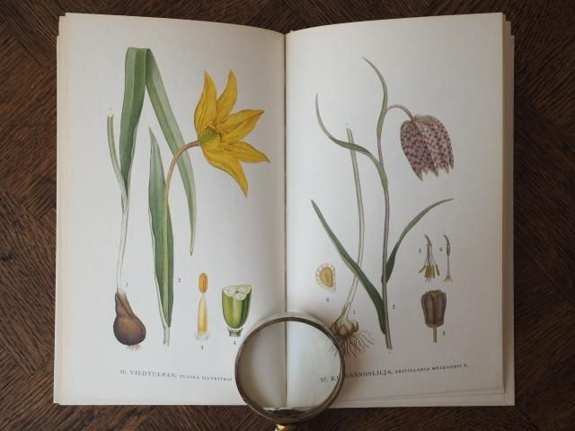 Billeder af Nordens flora; Volume 1 (Danish Edition