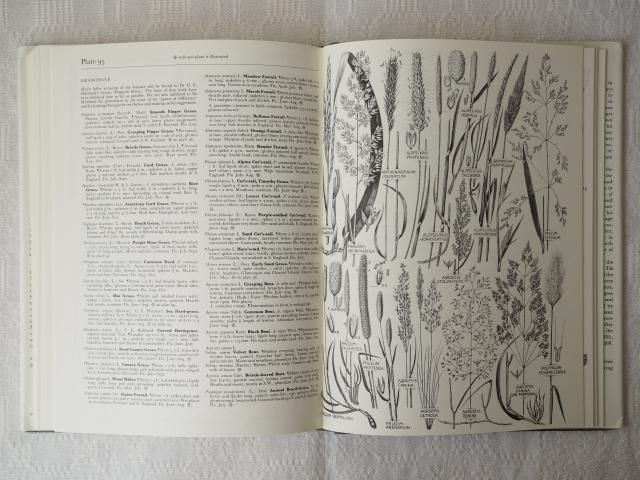 イギリスの古い植物図鑑　1960年代 イギリスの植物図鑑 - アンティーク食器と雑貨のお店 lincs