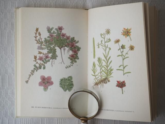 Nordens Flora 植物図鑑 C.A.M. Lindman　第5巻 北欧植物図鑑（第5巻） - アンティーク食器と雑貨のお店 lincs