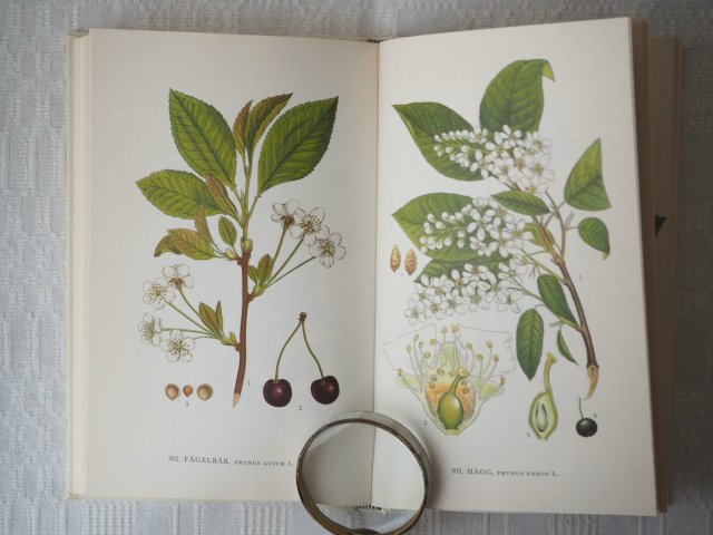 北欧植物図鑑（第5巻） - アンティーク食器と雑貨のお店 lincs 