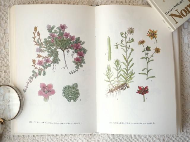 人気海外ブランドアイテム｜ファッション通販 北欧植物図鑑（第5巻） - アンティーク食器と雑貨のお店 lincs 洋書
