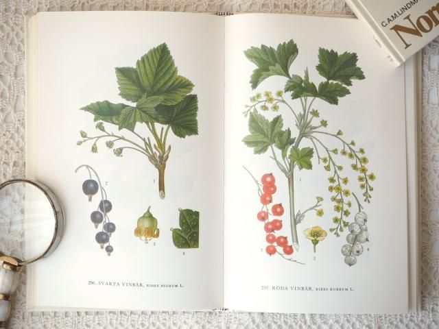 北欧植物図鑑（第5巻） - アンティーク食器と雑貨のお店 lincs