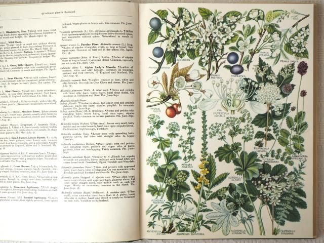 イギリスの古い植物図鑑1960年代