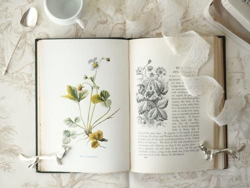 1900年代初期版！ イギリスの希少なアンティーク植物図鑑　花の図鑑 1900年代初期版！ イギリスの希少なアンティーク植物図鑑 花の