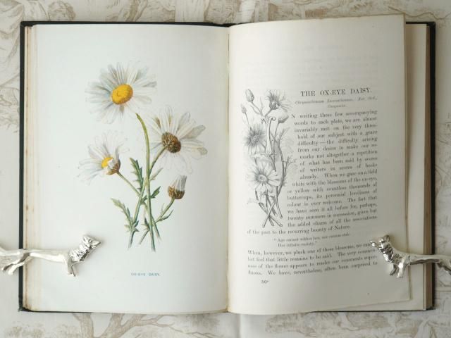 1949年 モノクロ植物画1300点以上！ イギリスの植物図鑑 花の図鑑 本