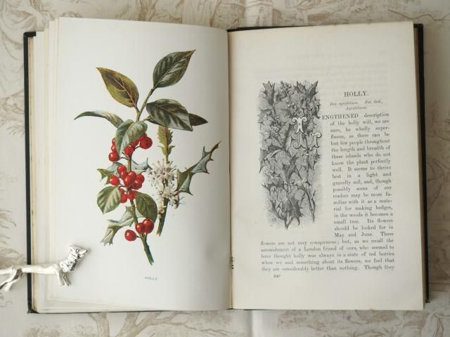 ENCYCLOPEDIA OF FLOWERS Ⅲ 植物図鑑｜青幻舎 SEIGENSHA Art