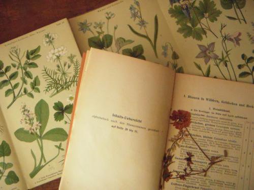 ドイツの古本 植物図鑑 アンティーク食器と雑貨のお店 Lincs リンクス フランス イギリス オランダ ベルギー ドイツのアンティークプレートなど