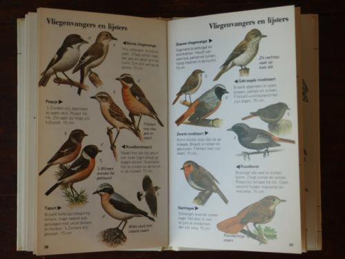 オランダの鳥図鑑（野鳥） - アンティーク食器と雑貨のお店 lincs 