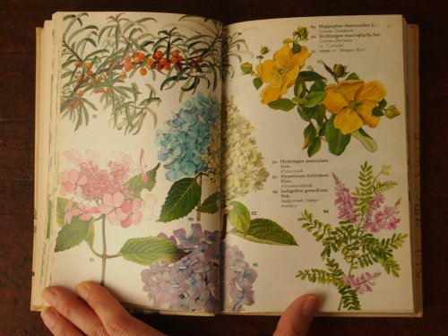 1995年 フランスの希少な植物図鑑【美品】ヴィンテージ 洋書 古書-