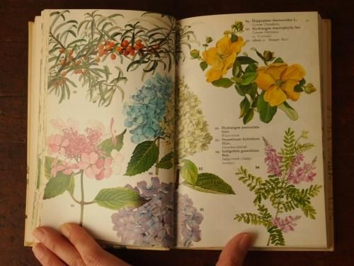 1995年 フランスの希少な植物図鑑【美品】ヴィンテージ 洋書 古書-