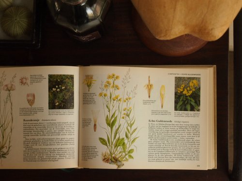 西～中央ヨーロッパ植物図鑑 - アンティーク食器と雑貨のお店 lincs 