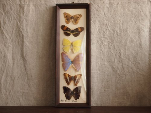 美しい蝶の標本 - アンティーク食器と雑貨のお店 lincs.［リンクス 