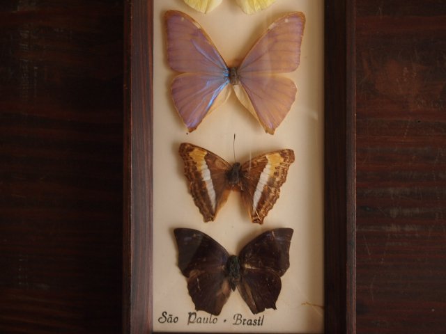 美しい蝶の標本 - アンティーク食器と雑貨のお店 lincs.［リンクス 