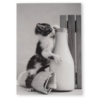 ͥ Υ ݥȥ Kitten drinking milk