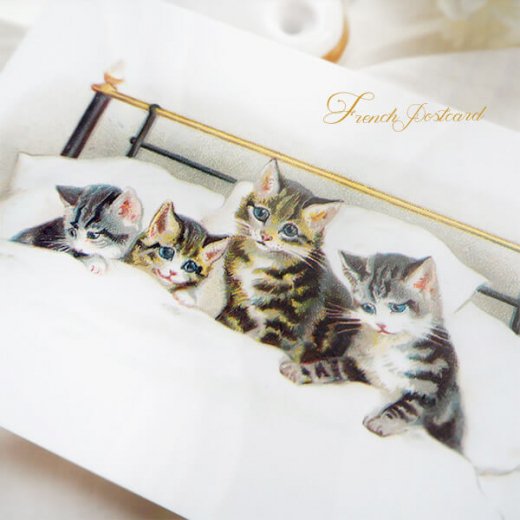 フランス ポストカード 猫 キャット （bonne nuit）- 海外 絵葉書 ・ 輸入雑貨 Zakka MiniMini