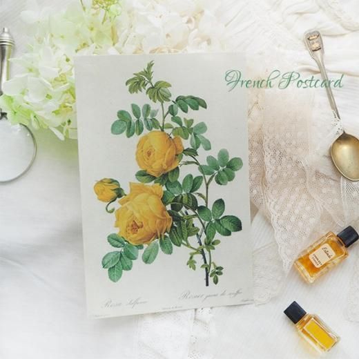ルドゥーテ バラ図鑑 ポストカード （Rosa Sulfurea）ボタニカル