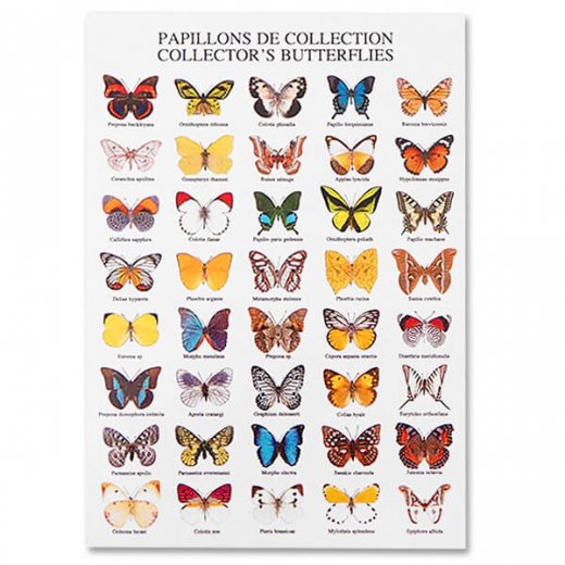  フランス ポストカード 蝶のコレクション（PAPILLONS DE COLLECTION COLLECTOR'S BUTTERFLIES）【画像1】