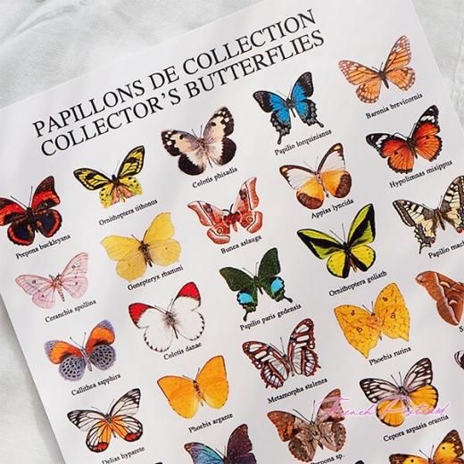 フランス ポストカード 蝶のコレクション（PAPILLONS DE COLLECTION COLLECTOR'S BUTTERFLIES）