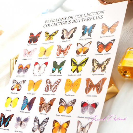  フランス ポストカード 蝶のコレクション（PAPILLONS DE COLLECTION COLLECTOR'S BUTTERFLIES）【画像4】