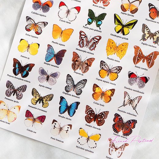 フランス ポストカード 蝶のコレクション（PAPILLONS DE COLLECTION COLLECTOR'S BUTTERFLIES）【画像6】
