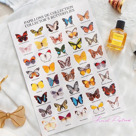 フランス ポストカード 蝶のコレクション（PAPILLONS DE COLLECTION COLLECTOR'S BUTTERFLIES）