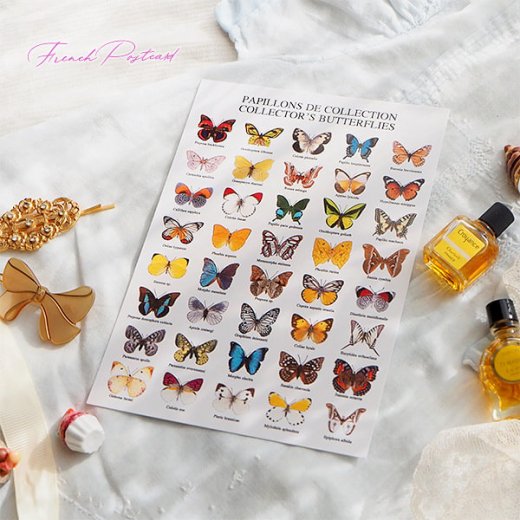  フランス ポストカード 蝶のコレクション（PAPILLONS DE COLLECTION COLLECTOR'S BUTTERFLIES）【画像9】