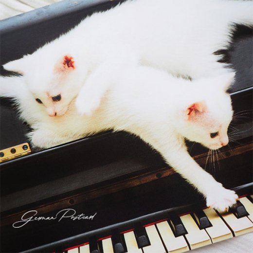  ドイツ ネコ  ポストカード （ピアノ 鍵盤とネコ 白猫）【画像2】
