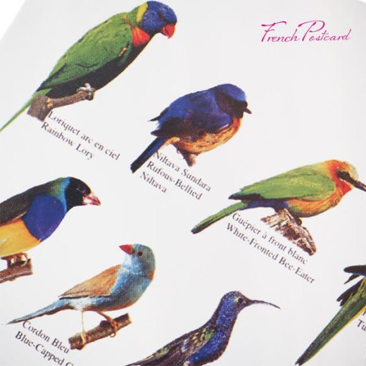 フランス ポストカード 熱帯の鳥コレクション（Oiseaux tropicaux／Toropic birds）【画像2】
