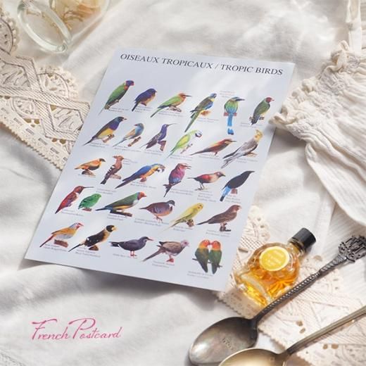 フランス ポストカード 熱帯の鳥コレクション（Oiseaux