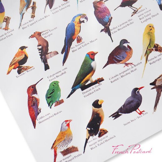 フランス ポストカード 熱帯の鳥コレクション（Oiseaux tropicaux／Toropic birds）【画像5】