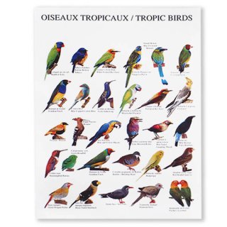 バレンタイデー＆ホワイトデー ギフト 贈り物 雑貨 フランス ポストカード 熱帯の鳥コレクション（Oiseaux tropicaux／Toropic birds）