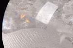 ںǶﵯʪ۹ζĦ˾뾺ζۤȤŷ쥤ܡˡϤκ80mmĶ̤ζĦ徽̵̡77.8mm-12