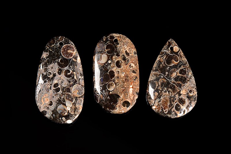 瑪瑙化した数千万年前の巻貝の化石鉱物名