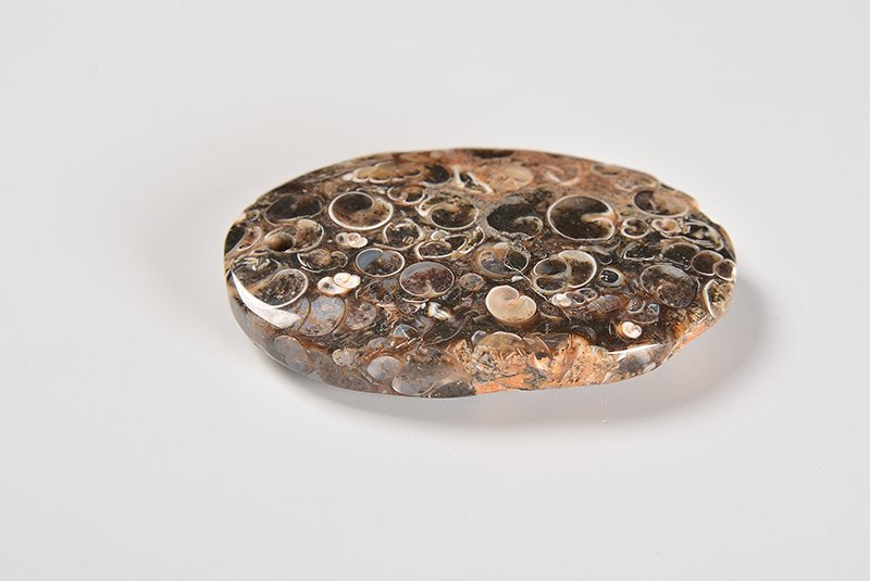 ☆化石製天然石ルース☆瑪瑙化した数千万年前の巻貝の化石☆【鉱物名