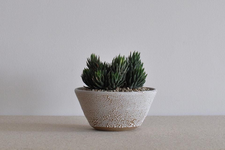 Planter (ハオルチア 鼓笛錦) 013 - Victoria Morris (ヴィクトリア