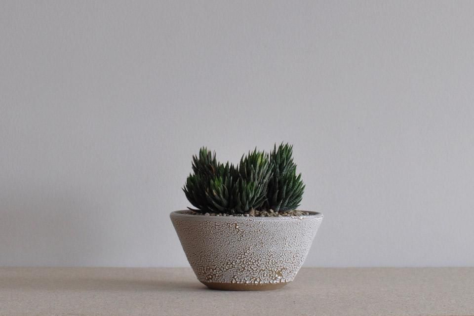 Planter (ハオルチア 鼓笛錦) 013 - Victoria Morris (ヴィクトリア