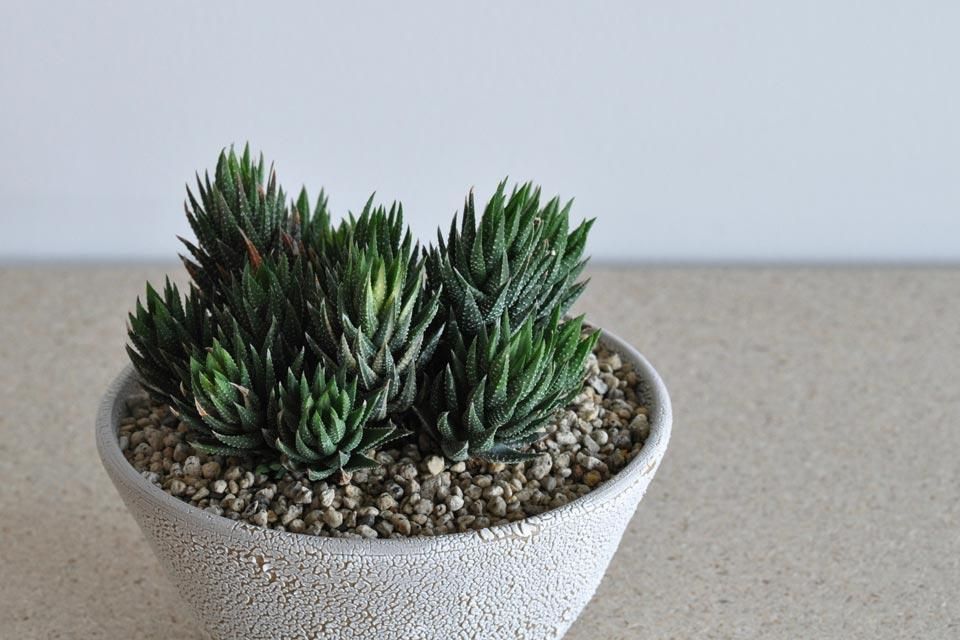 Planter (ハオルチア 鼓笛錦) 013 - Victoria Morris (ヴィクトリア